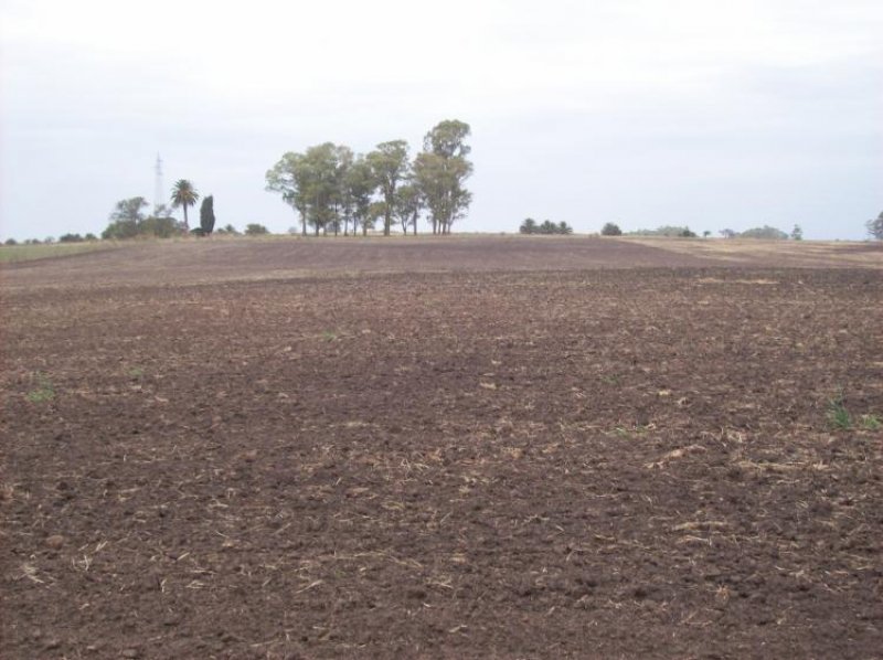Foto Campo en Venta en Cufré, Colonia - U$D 1.160.000 - CPV3616 - BienesOnLine