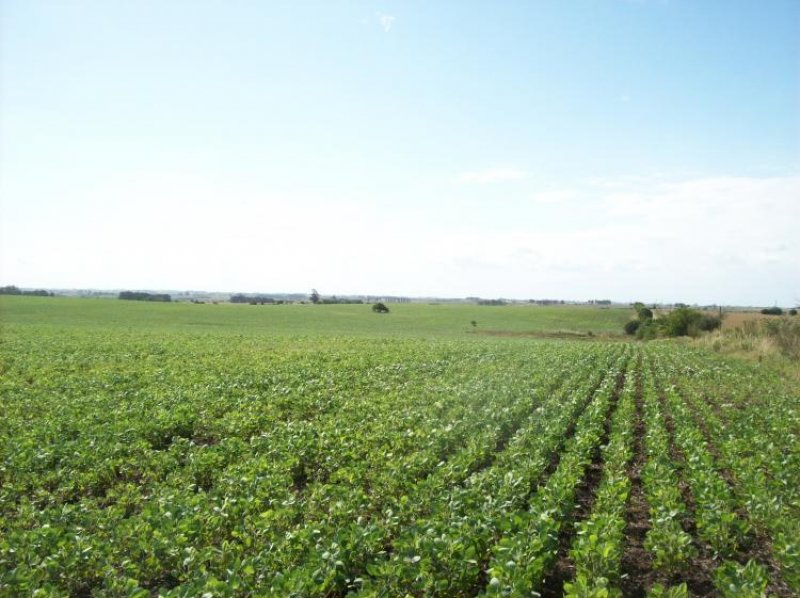 Foto Campo en Venta en Barker, Colonia - U$D 700.000 - CPV3614 - BienesOnLine