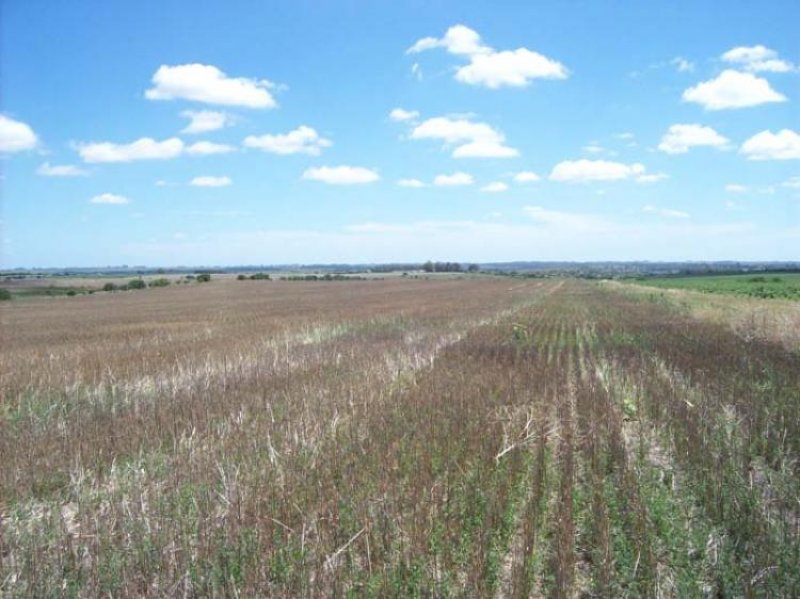 Foto Campo en Venta en Sarandí Grande, Florida - U$D 1.692.600 - CPV3624 - BienesOnLine