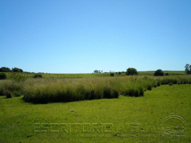 Foto Campo en Venta en Los Talas, Maldonado - 26 hectareas - U$D 81.000 - CPV5862 - BienesOnLine