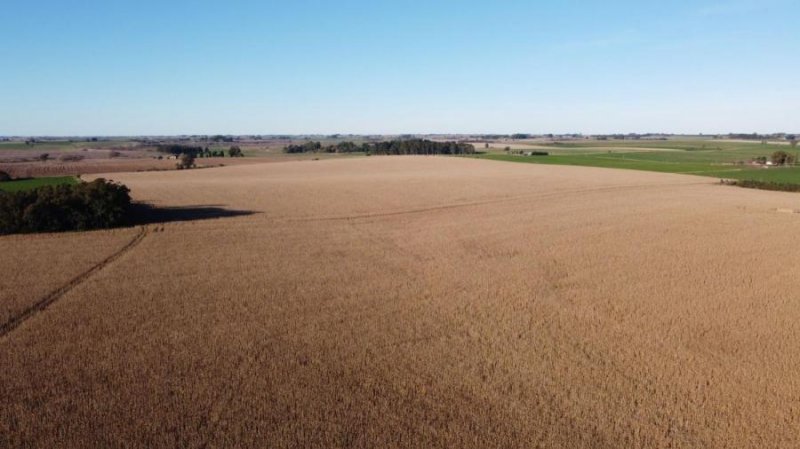 Foto Campo en Venta en Colonia del Sacramento, Colonia - U$D 1.320.000 - CPV7443 - BienesOnLine