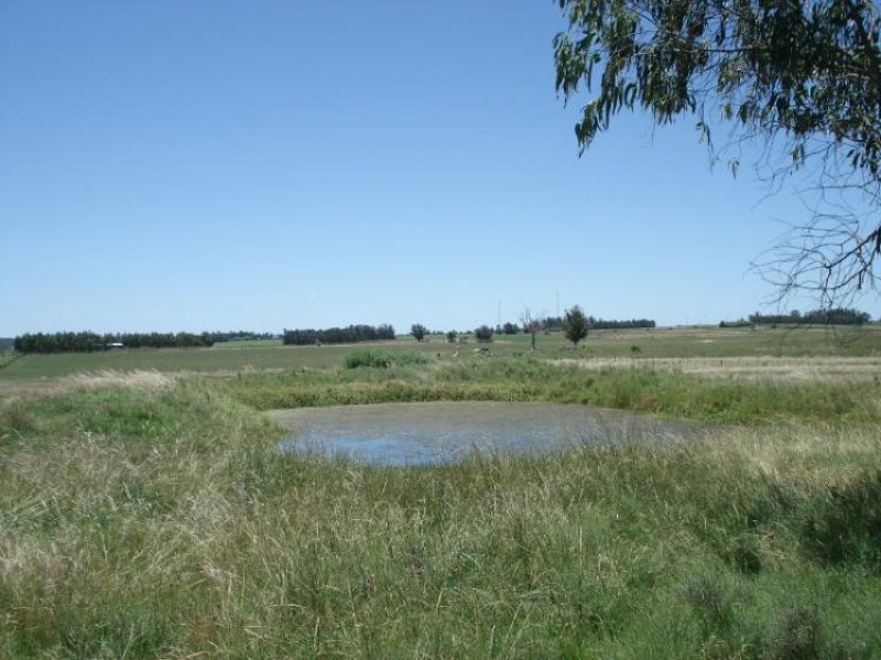Foto Campo en Venta en San Jacinto, Canelones - U$D 99.000 - CPV4949 - BienesOnLine