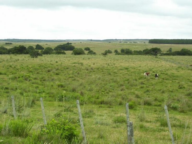 Foto Campo en Venta en Garzón, Maldonado - 6 hectareas - U$D 139.000 - CPV4344 - BienesOnLine