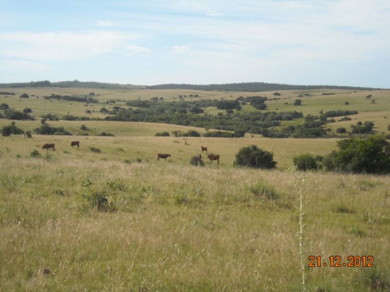 Campo en Venta en  Rocha, Rocha