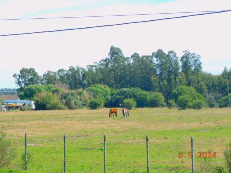 Campo en Venta en  San Carlos, Maldonado