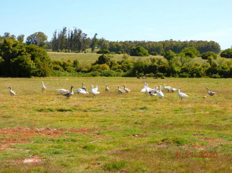Campo en Venta en  San Carlos, Maldonado
