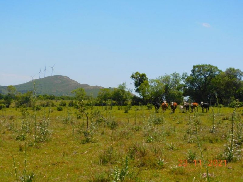 Campo en Venta en  San Carlos, Maldonado