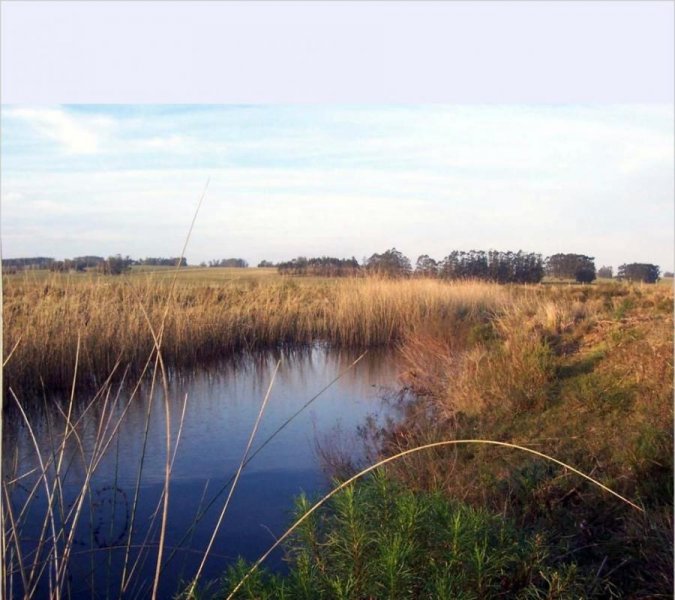 Campo en Venta en  San Carlos, Maldonado