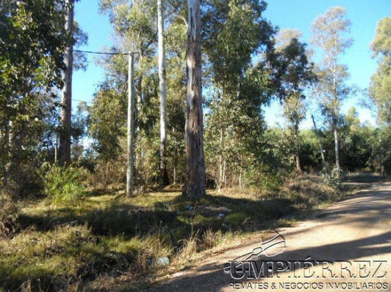 Foto Terreno en Venta en Sauce de, Maldonado - U$D 20.000 - TEV5595 - BienesOnLine